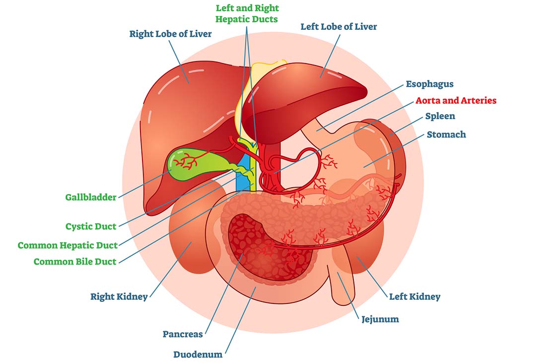 Biliary tract medical vector illustration system diagram with esophagus, stomach, duodenum, pancreas, spleen, gallbladder ducts and liver.
