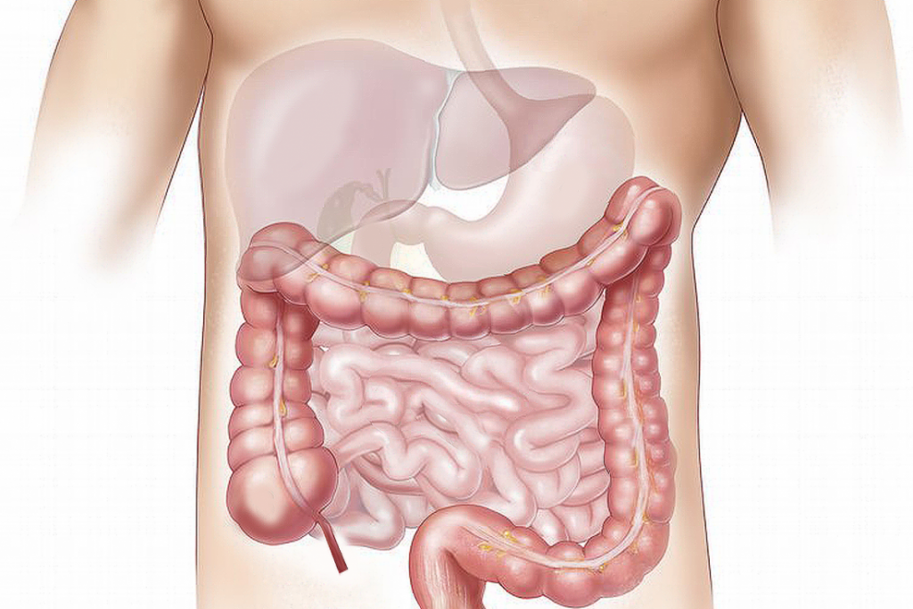 digestive-tract-illustration